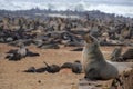 sea Ã¢â¬â¹Ã¢â¬â¹lion colony at cape croos in namibia